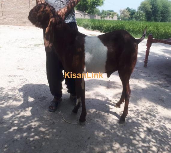 Goat For Sale