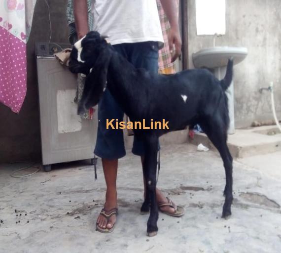 Goat For Sale