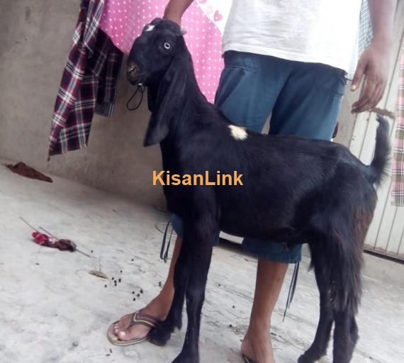 Goat For Sale