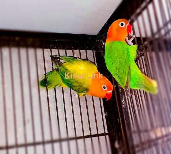 Parrot For Sale
