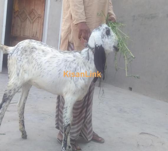 Goat For Sale