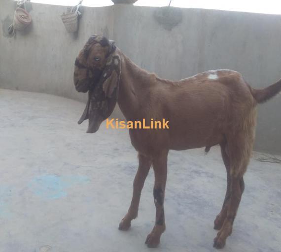 Goat For Sale