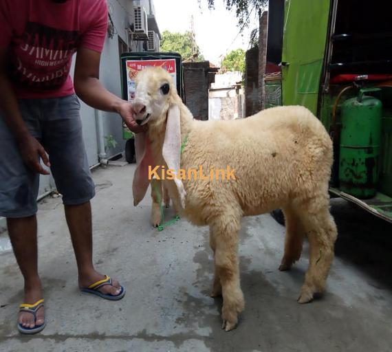 Sheep For Sale