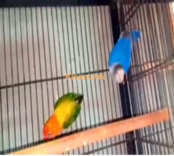Parrot For Sale