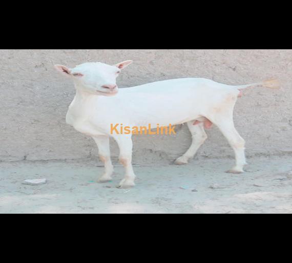 Goat For Sale