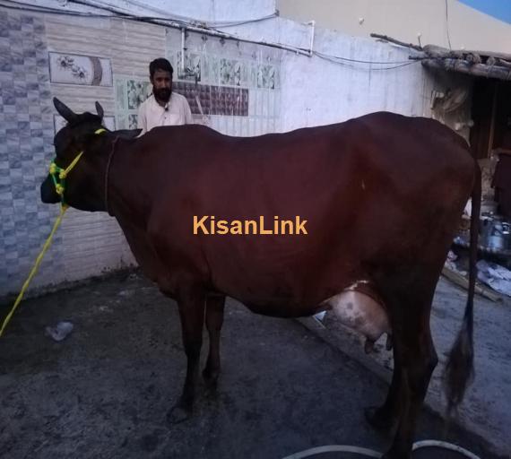 Cow For Sale