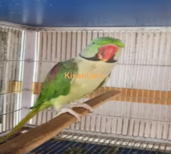 Parrot For Sale