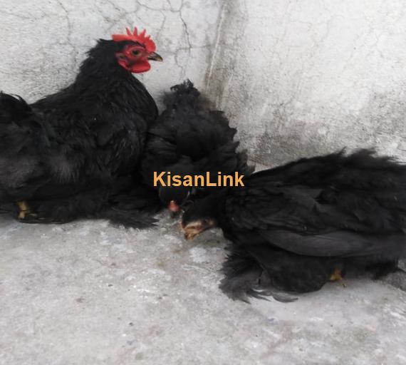 Hens For Sale