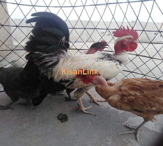 Hens For Sale
