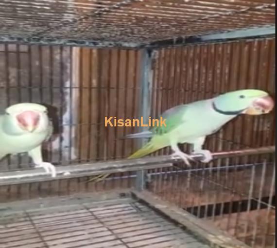 Parrot For Sale