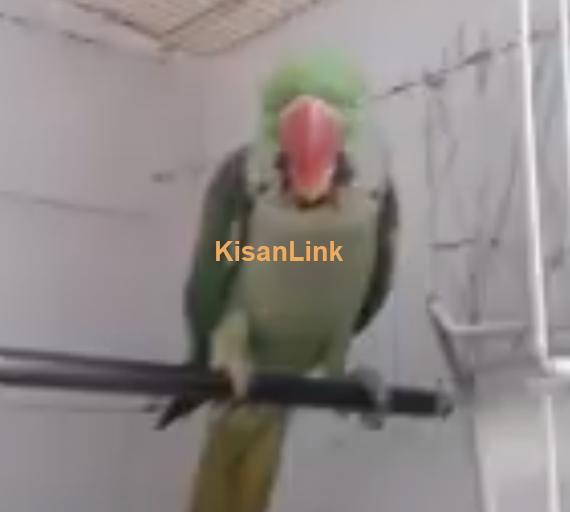 Parrot For Sale