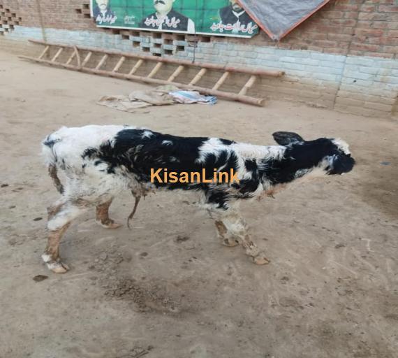 Cow For Sale