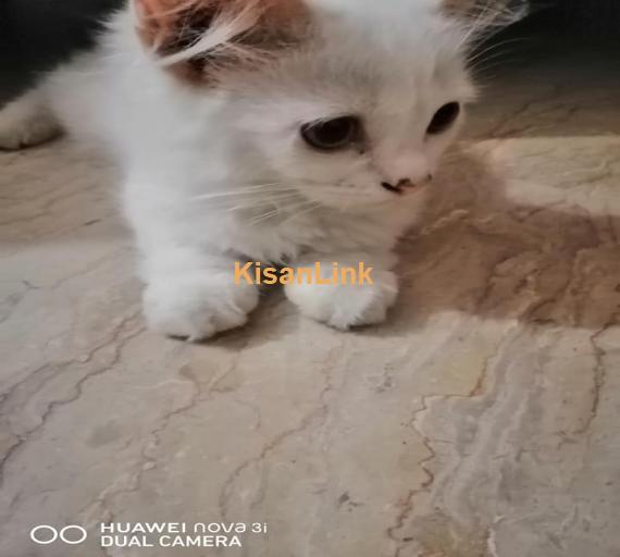 Cat (pet) For Sale