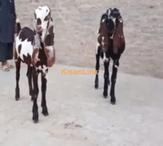 Goat For Sale