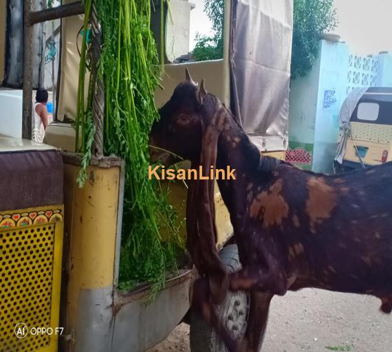 Goat For Sale