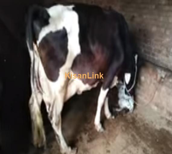 Cow For Sale