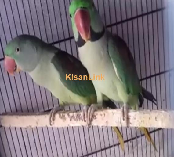 Parrot For Sale