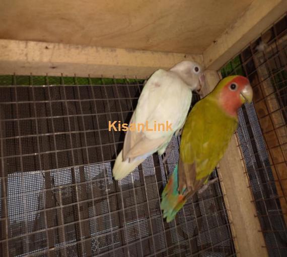 Parrot For Sale