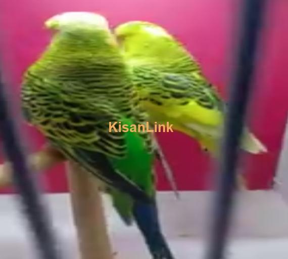 Parrot For Sale