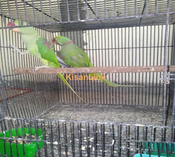 Parrot For Sale