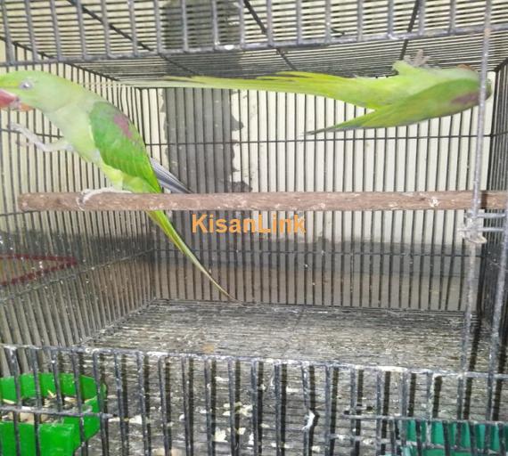 Parrot For Sale