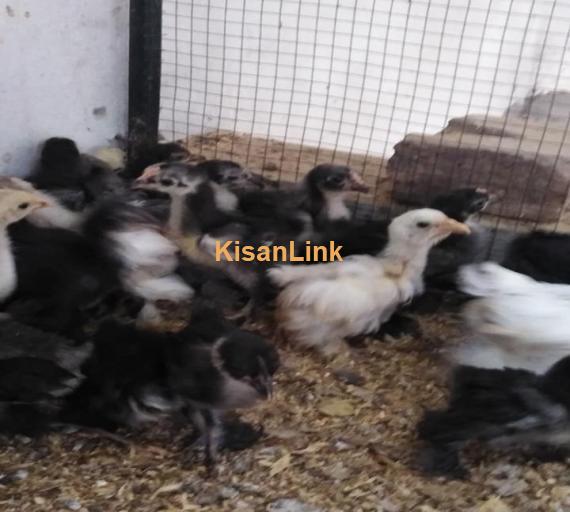 Hens For Sale