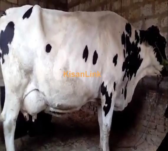 Cow For Sale