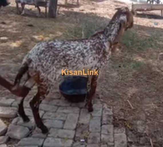 Goat For Sale