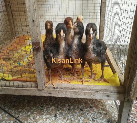 Aseel Chicks For Sale