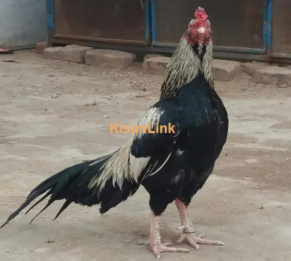 Aseel For Sale