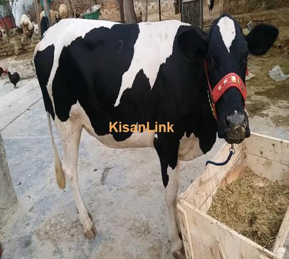 Cow For Sale