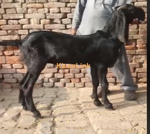Goat For Sale