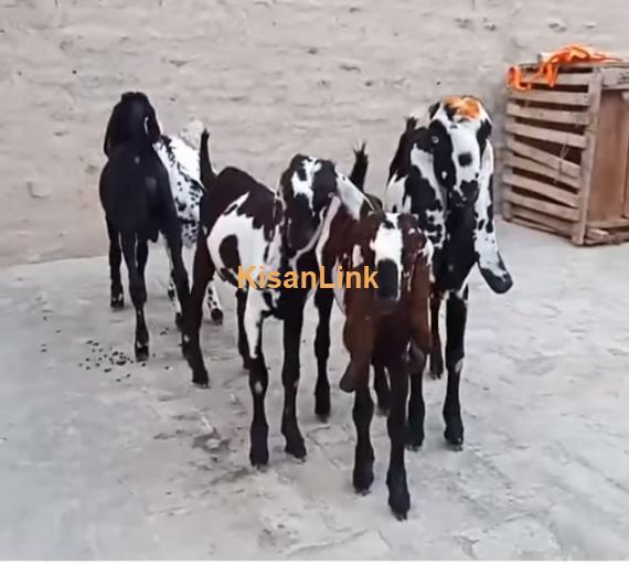 Goat For Sale