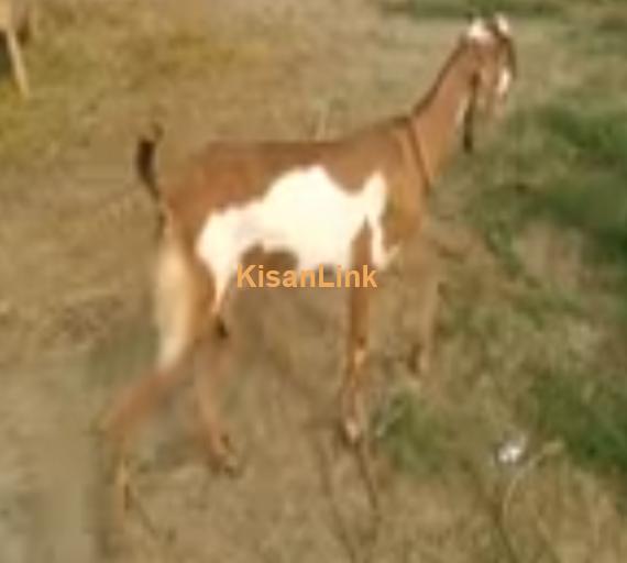 Goat For Sale