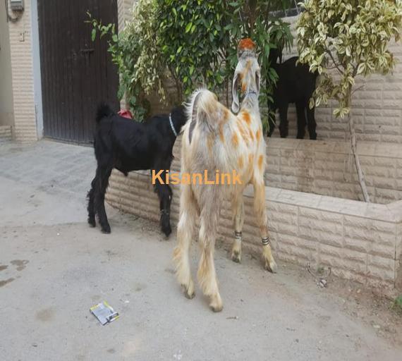 Goat For Sale