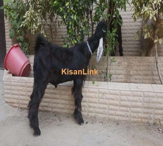 Goat For Sale