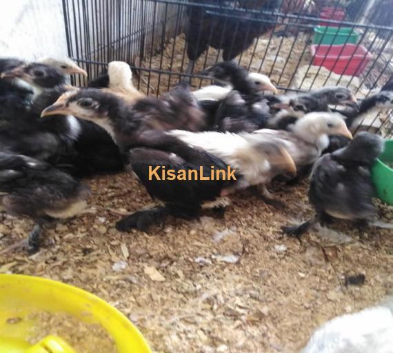 Aseel For Sale