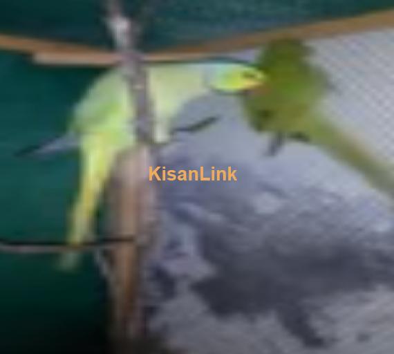 Parrot For Sale