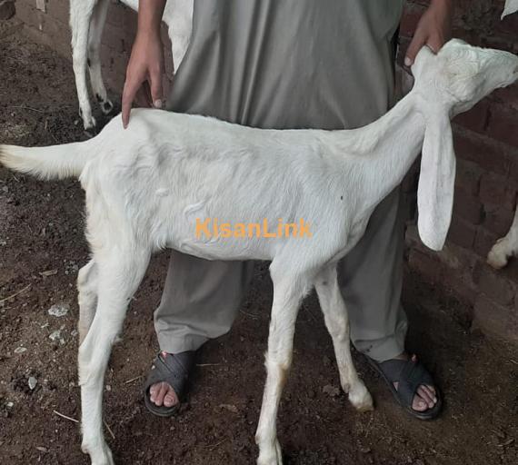 Goat For Sale