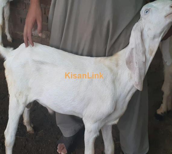 Goat For Sale