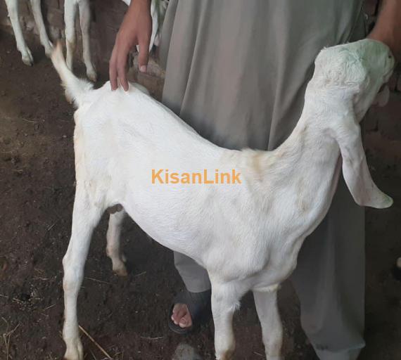 Goat For Sale