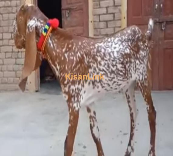 Goat For Sale