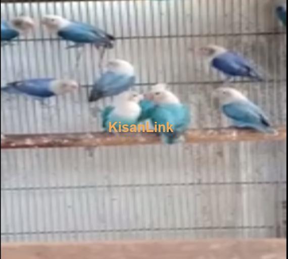 Parrot For Sale