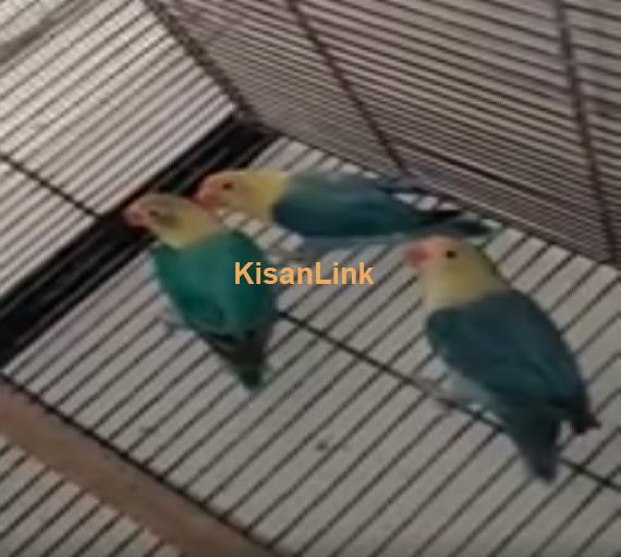Parrot For Sale