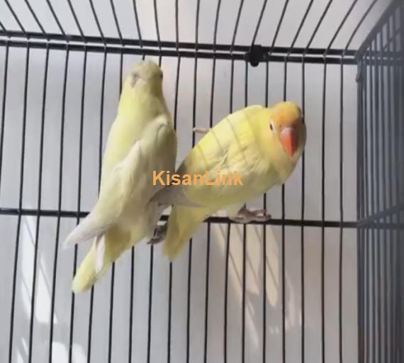 Parrot For Sale