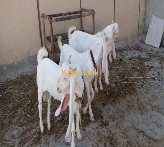 Goat For Sale