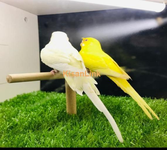 Parrot For Sale