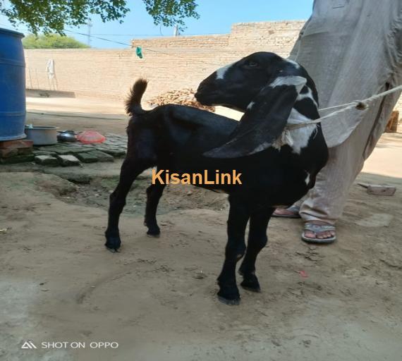 Goat For Sale