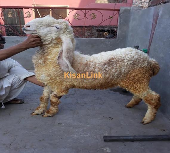 Sheep For Sale