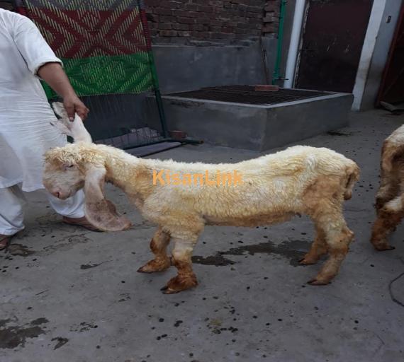 Sheep For Sale